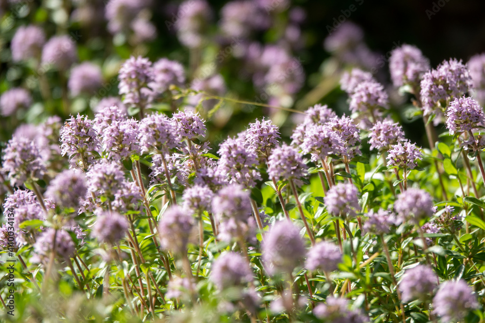 Thymus vulgaris known as Common Thyme, Garden thyme, variety with pale pink flowers in garden Thymus vulgaris known as Common Thyme, Garden thyme, variety with pale pink flowers in garden