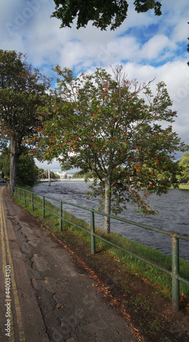 path in the park, american mountain ash, rowan, Inverness, Scotland