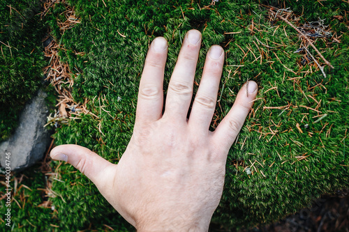 Male hand on green forest moss.