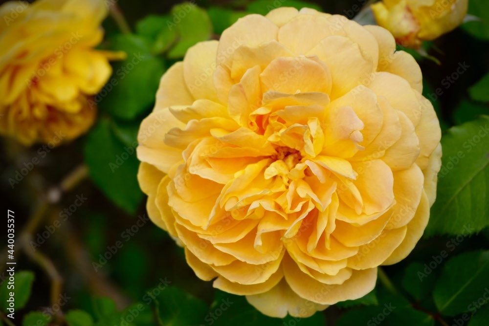 黄色い薔薇 黄色い薔薇