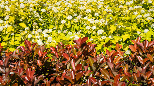 Beautiful red leaves of shrub Photinia fraseri 'Red Robin' and Physocarpus opulifolius Nugget or Ninebark with golden leaves in flower beds.  French garden. Krasnodar city park. Spring 2021. photo