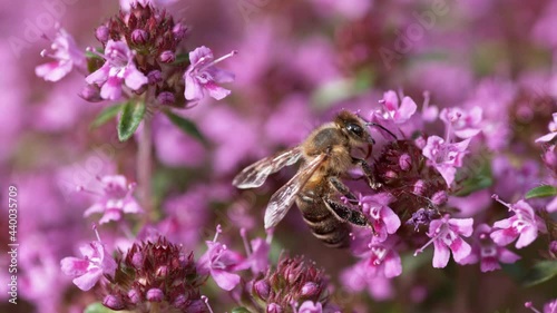 Flying bee gathering pollen, super slow motion. Filmed on high speed cinema camera, 1000fps. 
