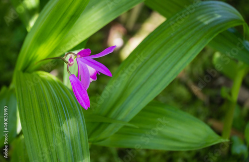 Close-up purple flower orchid Bletilla striata or Hyacinth orchid Arboretum Park Southern Cultures in Sirius (Adler).Chinese ground or Urn orchid, hardy Orchidaceae perennial plant. photo