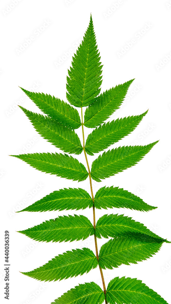Macro of a leaf of the False Spiraea or Sorbaria Sorbifolia Macro of a leaf of the False Spiraea or Sorbaria Sorbifolia