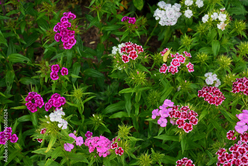 Selective focus shot of blooming dianthus barbatus flowers photo