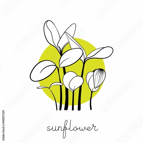 Sunflower sprouts on circle background Microgreen sketch vector illustration. Green for home gardening.