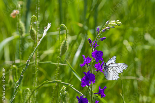 Selective focus shot of a purple forking larkspur flower with a black-veined white butterfly on photo