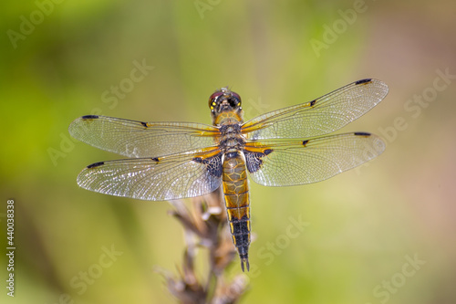 Yellow striped dragonfly sitting on a green branch.