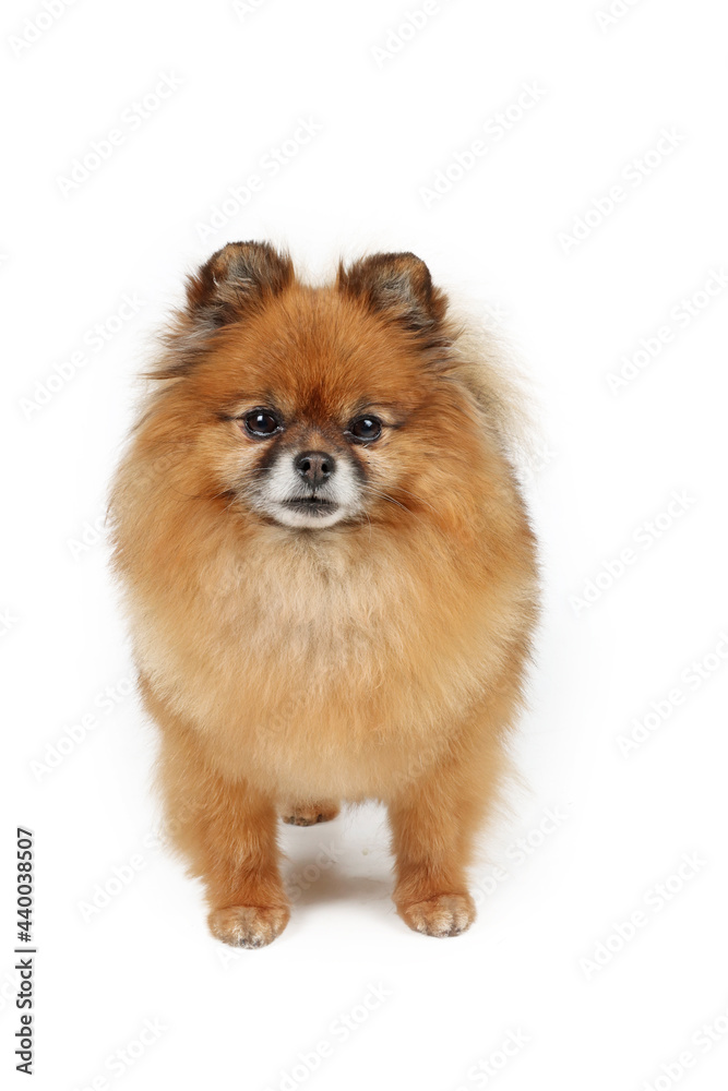 pomeranian dog isolated on white