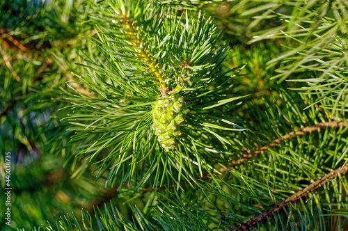 branches of a young spruce in the garden