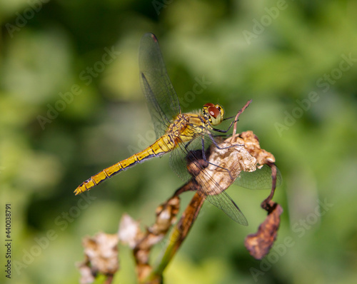 Yellow dragonfly sitting on a green branch. © Garmon