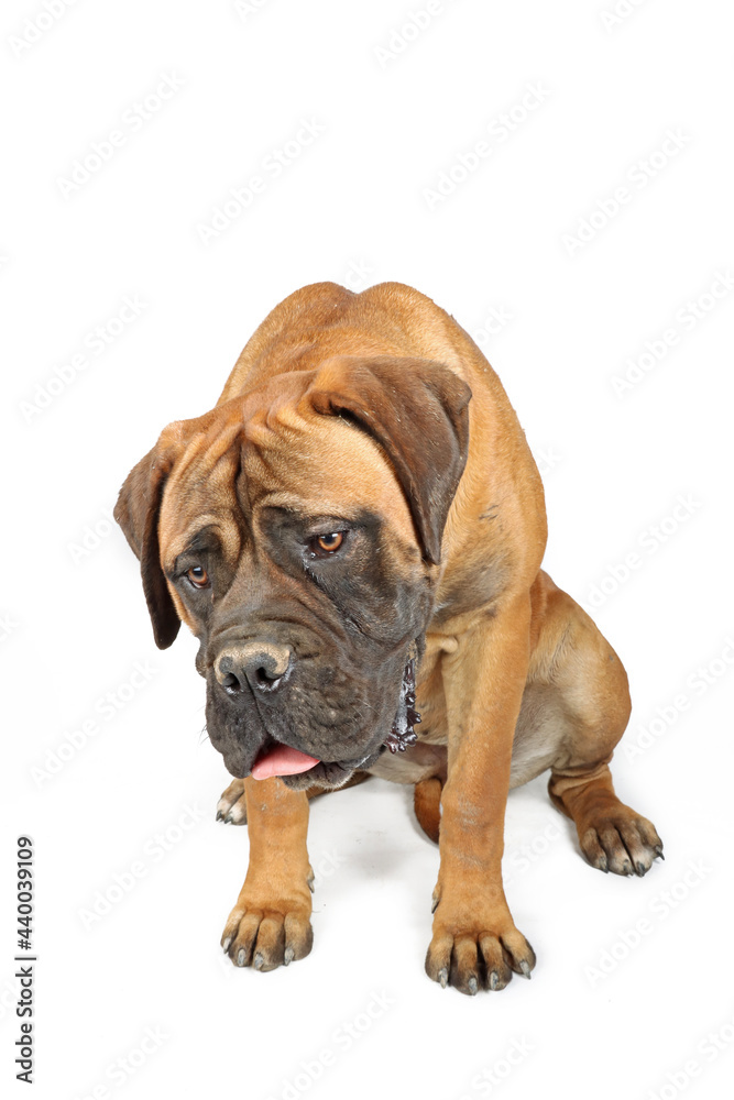 Obraz premium bullmastiff isolated 