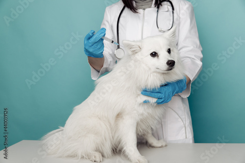 Veterenary concept. Inspection and treatment of white dog a veterinarian with a syringe photo