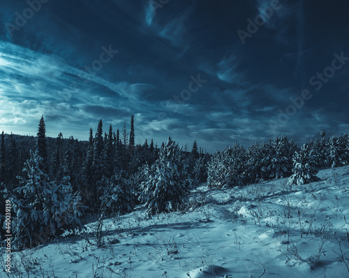 Night panorama of winter Stone Hill park in moolight. Snow-covered conifer forest on a high hill in frosty winter night. Frozen grass and trees in the rays of cold winter moon. photo
