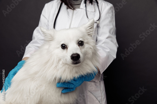 Veterinarian cheks a white dog on table in vet clinic on grey background photo