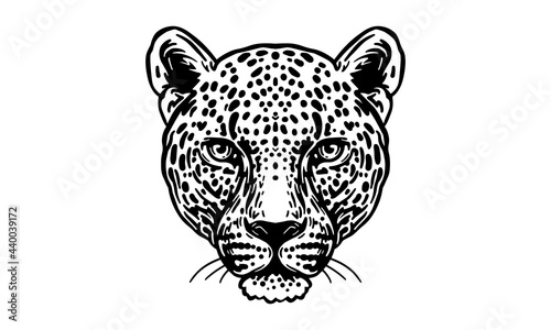 Amur leopard_face
