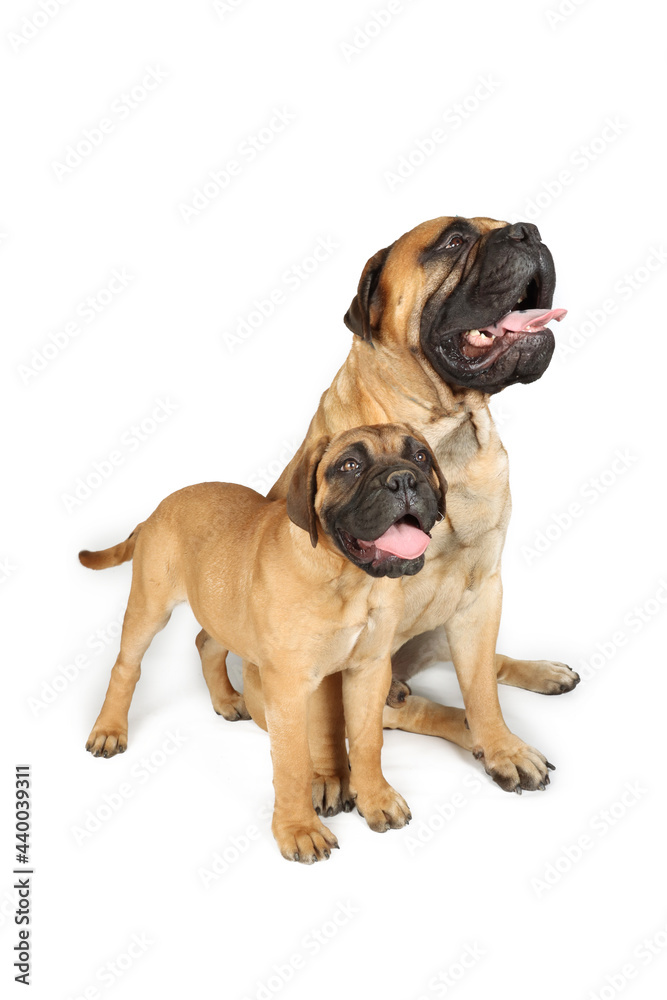 bullmastiff father and puppy isolated on white background 