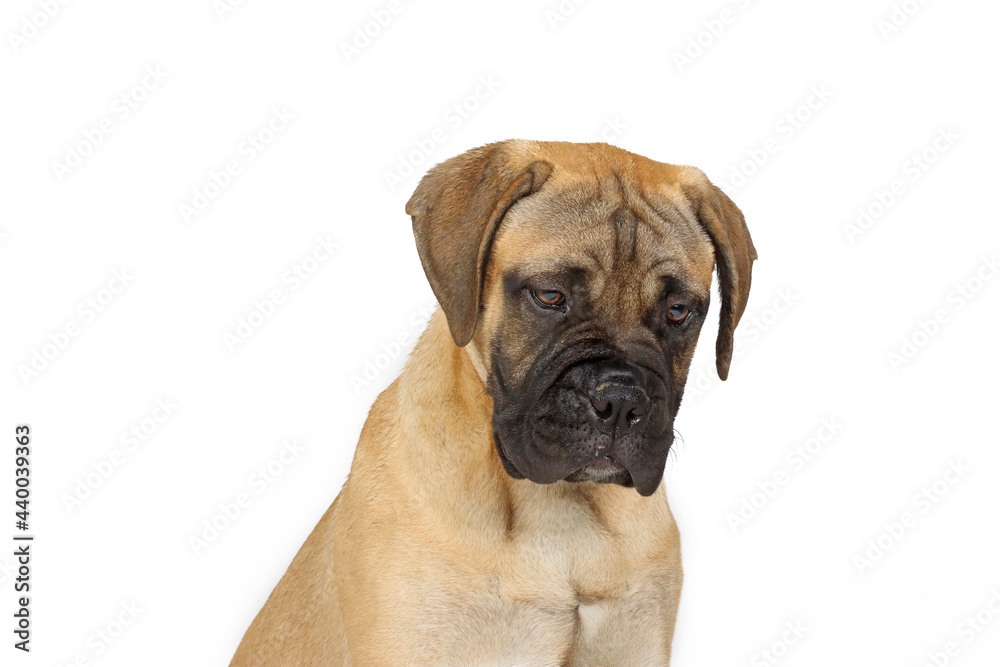 puppy bullmastiff looking down isolated on white puppy bullmastiff looking down isolated on white