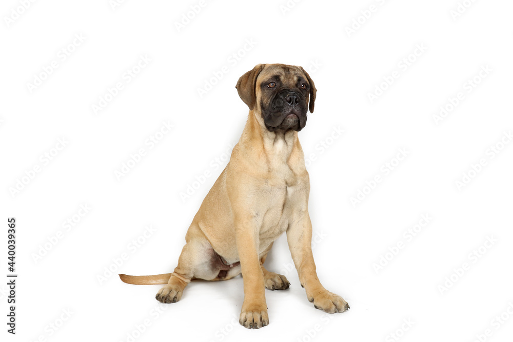 Obraz premium puppy bullmastiff isolated on white