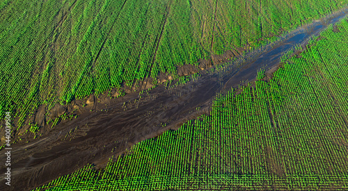 Fotografija View from the drone on the rain-damaged agricultural fields