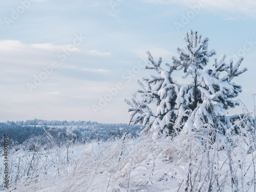 Snow-covered conifer forest on a high hill in frosty winter day. Frozen grass and trees in the rays of cold winter Sun.