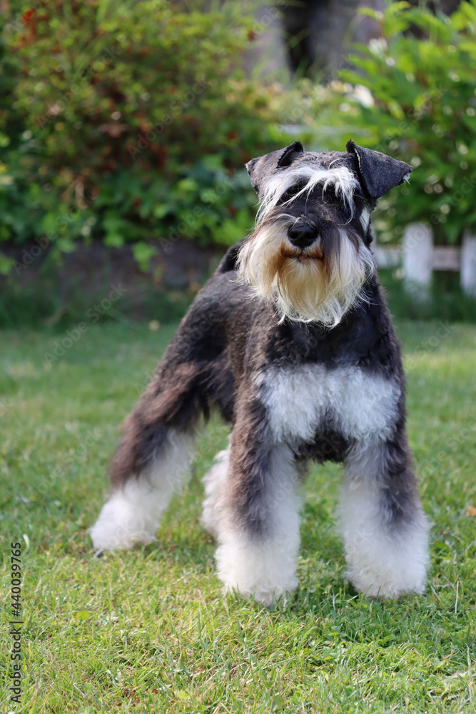 black and white dog in garden