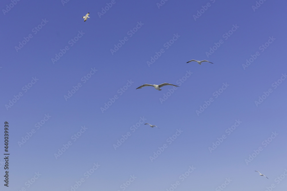Möwen im Flug vor blauem Himmel Möwen im Flug vor blauem Himmel