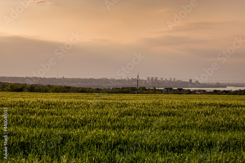 field of wheat