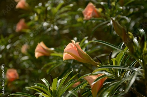 apricot coloured thevetia peruviana bush background photo