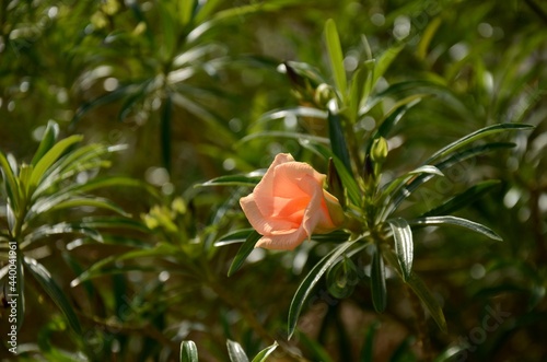 single thevetia peruviana apricot coloured growing outside photo
