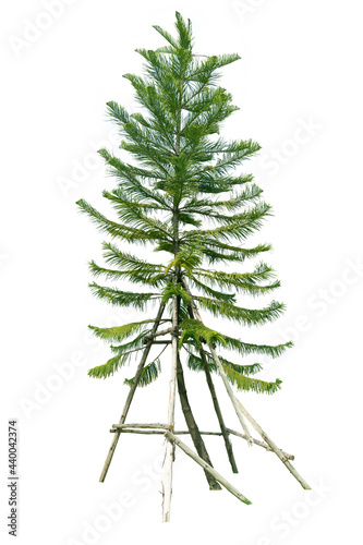 Norfolk island pine with crutches on isolated white background. photo