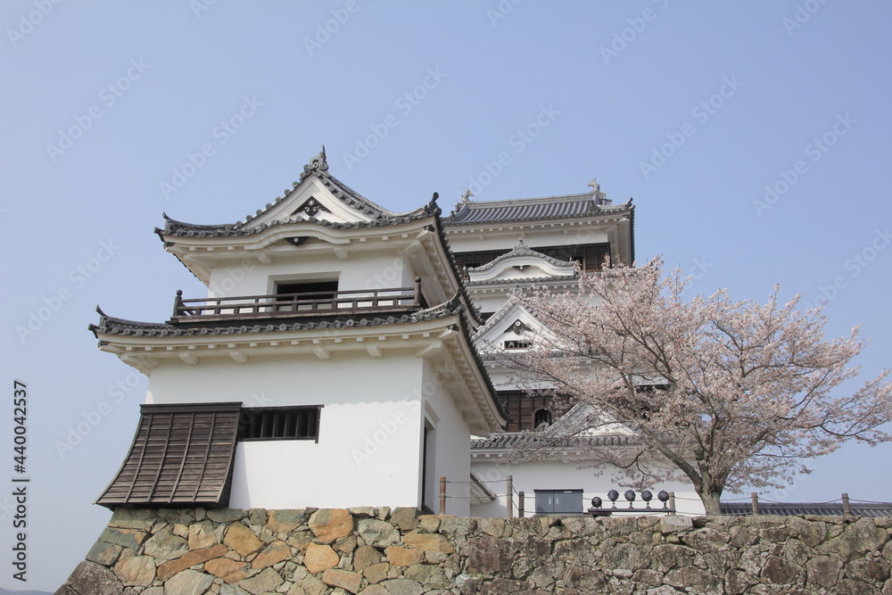 愛媛県　大洲城と桜
