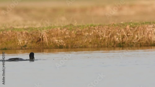 full shot of Eurasian or common coot or Australian coot or Fulica atra floating in golden hour light at keoladeo ghana national park or bharatpur bird sanctuary rajasthan india photo