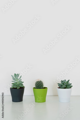 Three different potted decorative house plants on light table indoors with copy space for text. Cute small cactuses and succulents growing in plastic pots for unique home decor, vertical shot