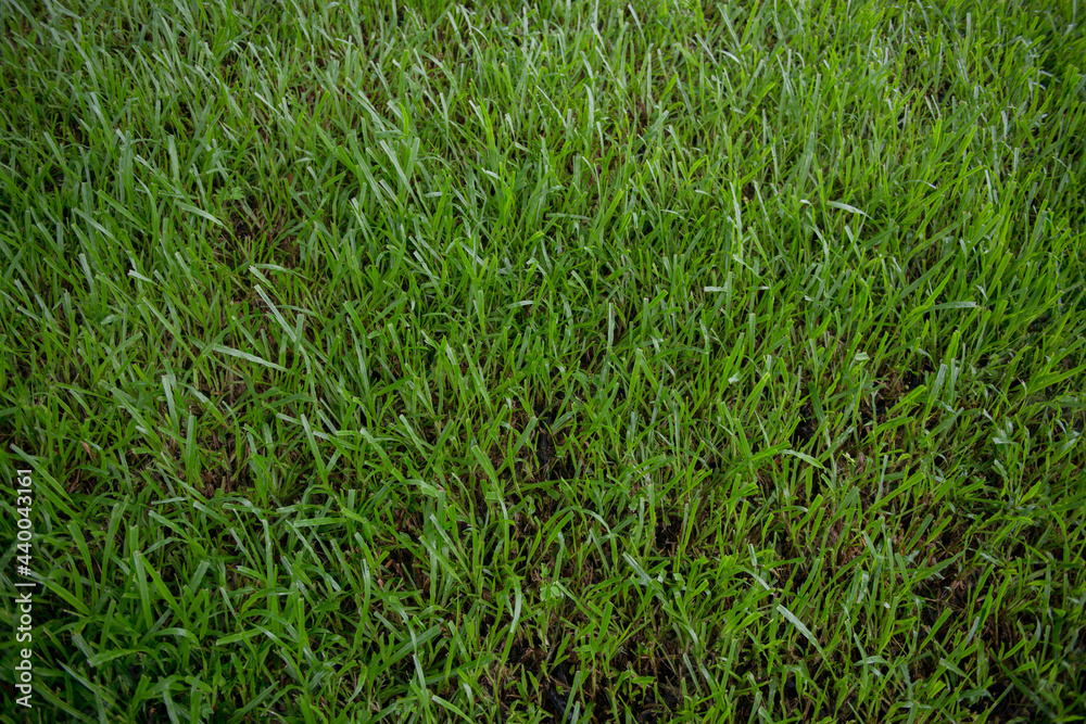 Fresh green grass with dew drops close up. Water driops on the fresh grass after rain. Light morning dew on the green grass. Fresh green grass with dew drops close up. Water driops on the fresh grass after rain. Light morning dew on the green grass.