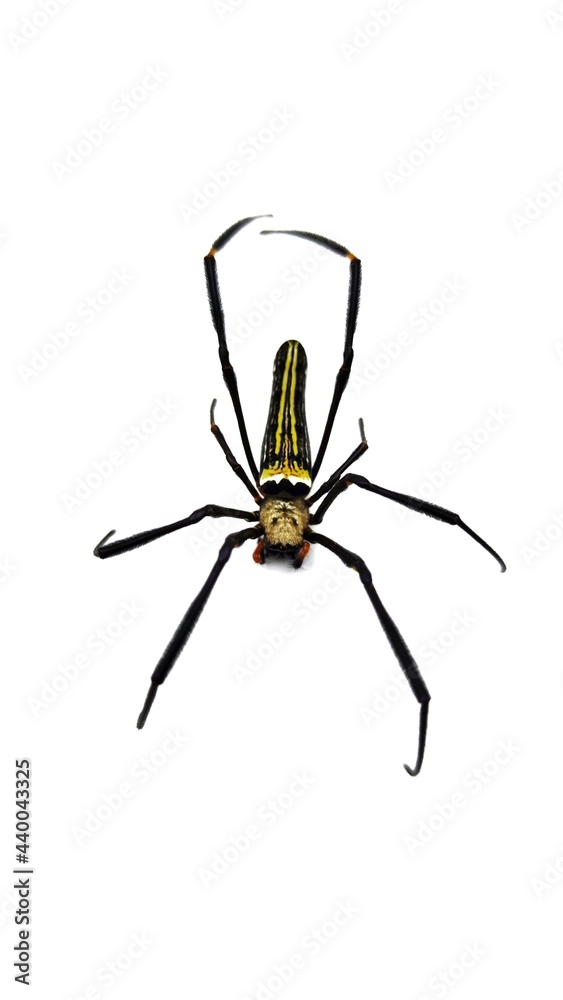 Macro shot of a brown recluse spider on white
Macro shot of a brown recluse spider on white