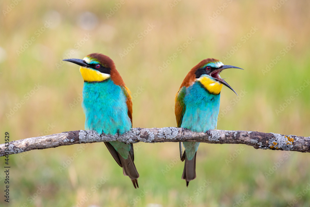 Colorful bee eater bird couple
