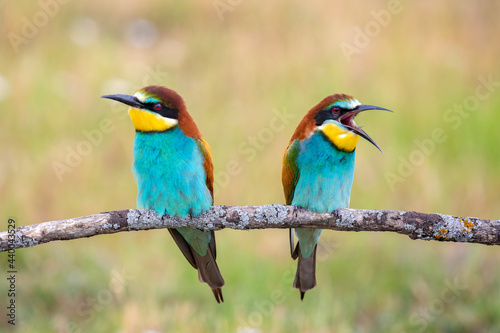 Colorful bee eater bird couple