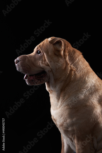 Shar Pei on black background. The dog smiles  funny face