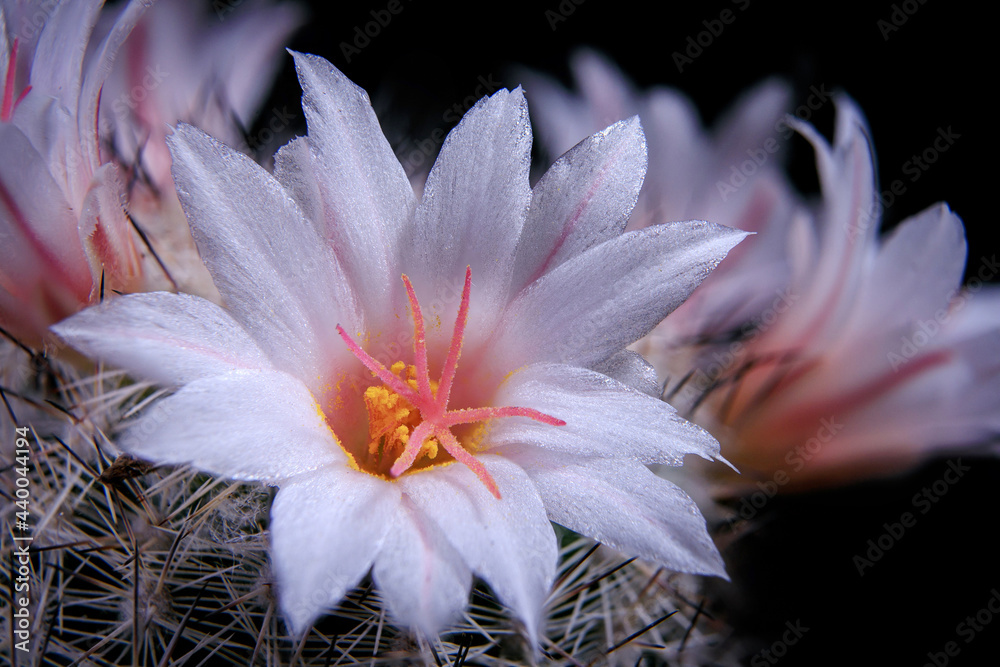 close up detail in white flower of coryphantha cactus