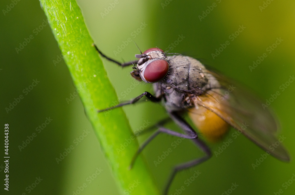fly on leaf fly on leaf