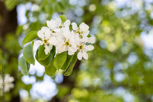 Apple tree blossom. White flowers and green leaves on the branch of tree
