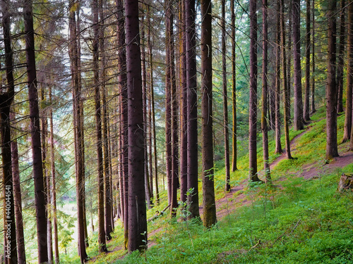 Green summer forest. Sunset in the forest. Natural parkland. Pine and fir trees. Dense old woods. Beautiful nature.