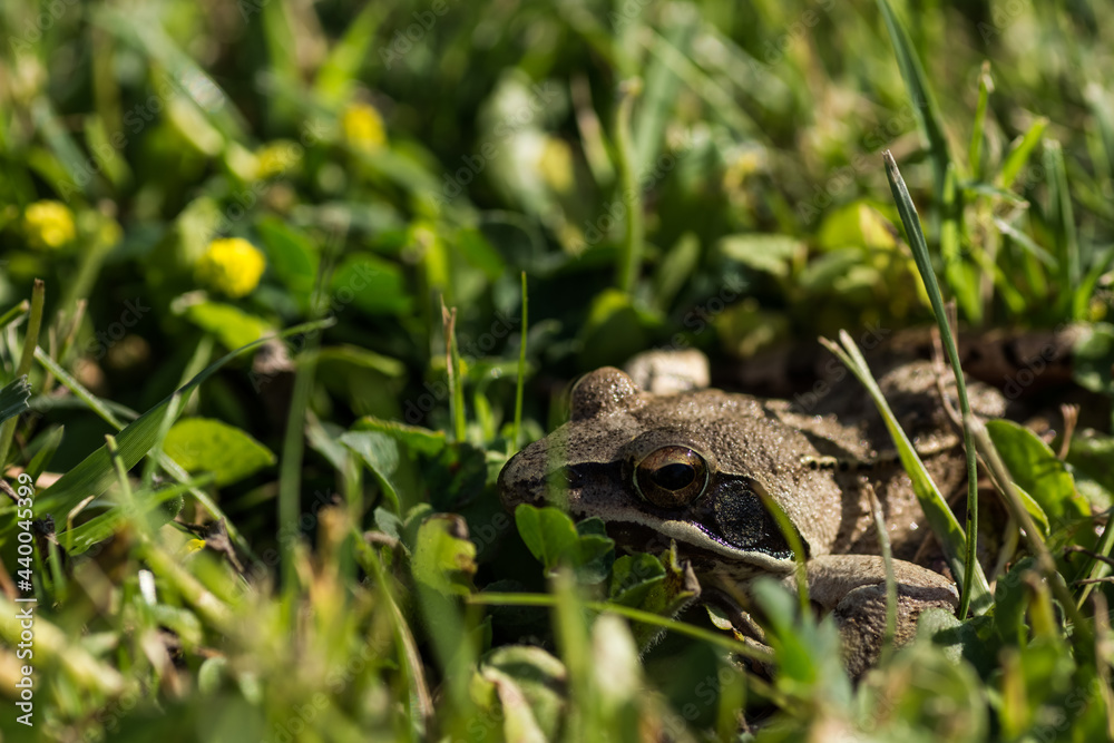 Obraz premium close up view from a little brown grass frog in the sun