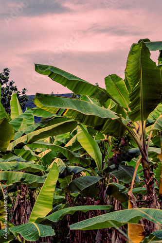 Abaca plant or banana tree with big green leaves growing in the garden at sunset photo