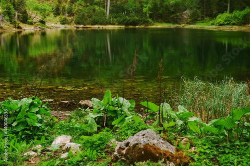 green plants and stones on the shore from a wonderful mountain lake
