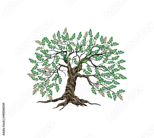 old jujube tree illustrations