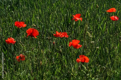 field of poppies with green grass © Nicole