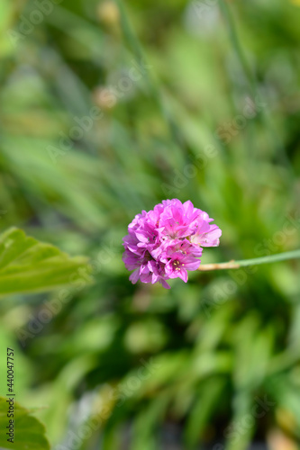 Great thrift Ballerina Lilac