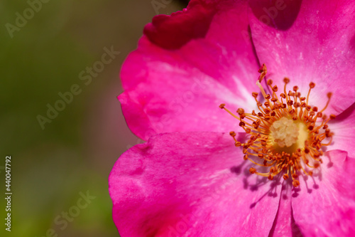 Closeup shot of a blooming alpine rose